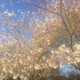 Cherry blossoms.